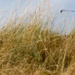 golfspelaren James Nicholas i högt gräs på golfbana.