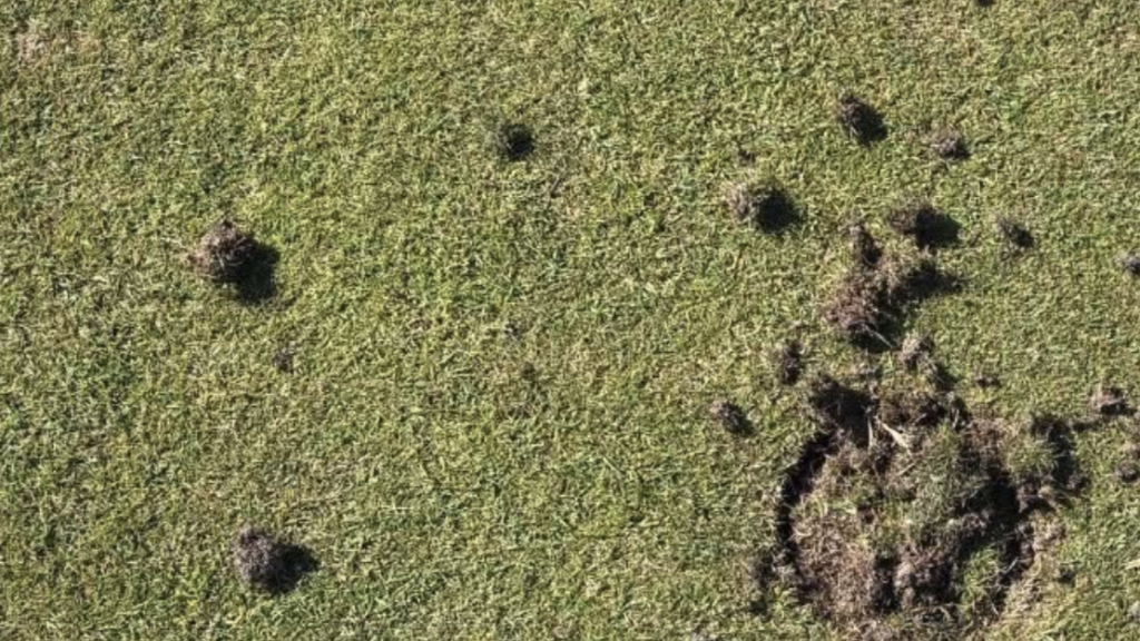 skador på golfgreen