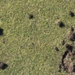 skador på golfgreen