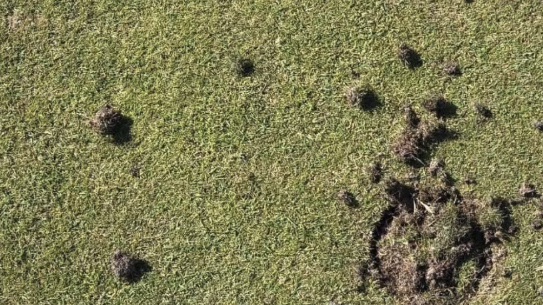 skador på golfgreen