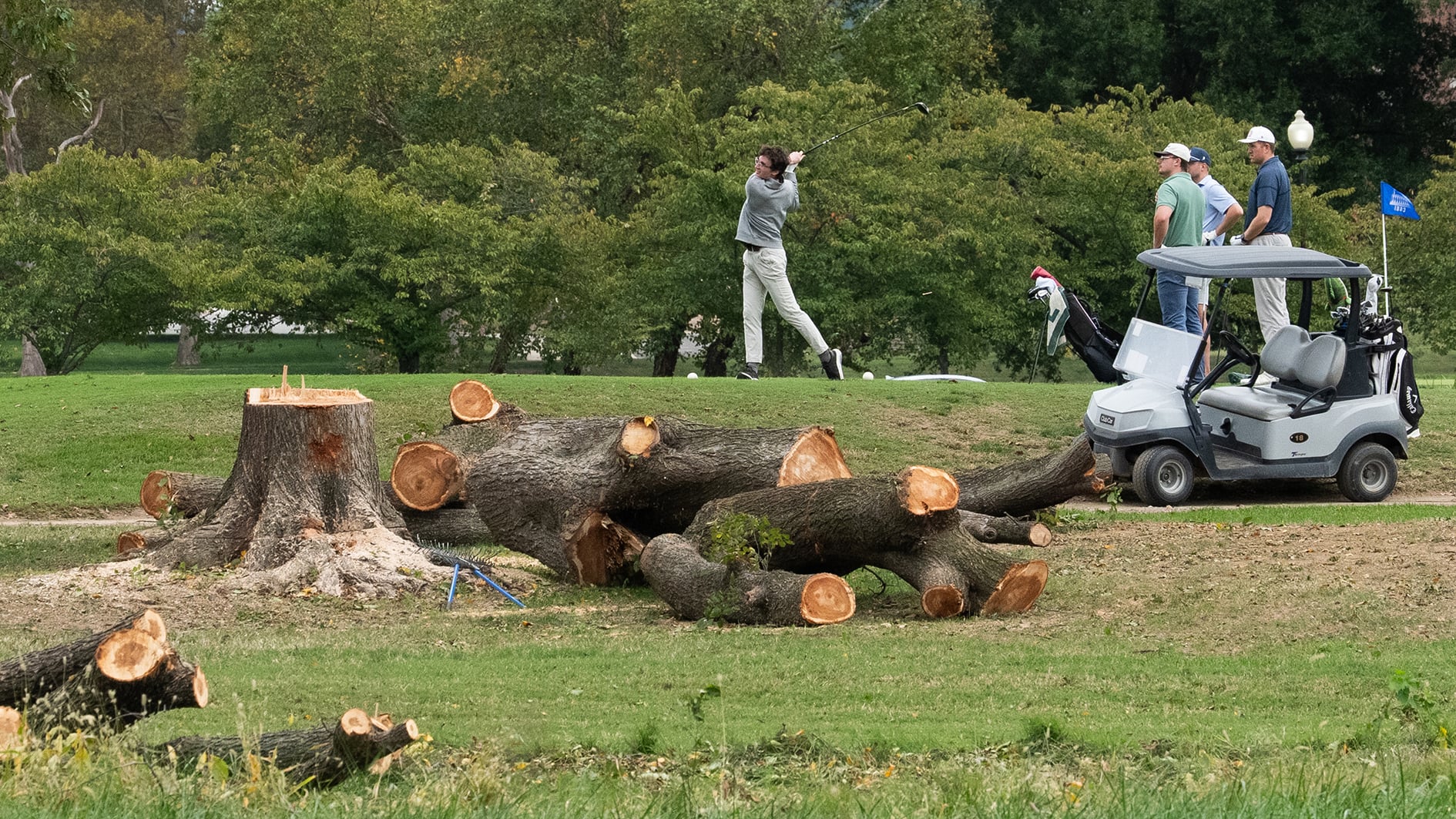 träd fällda på golfbana där golfspelare med golfbil spelar golf
