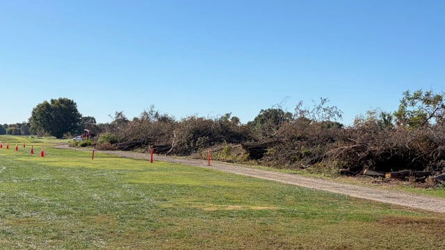 träd på golfbana